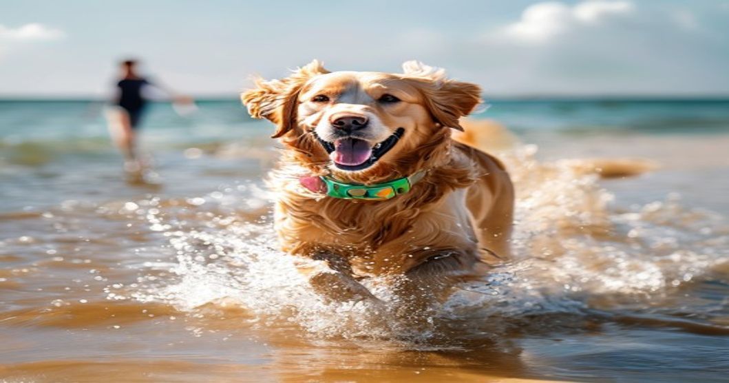 best waterproof dog collar for swimming with golden retriever enjoying water